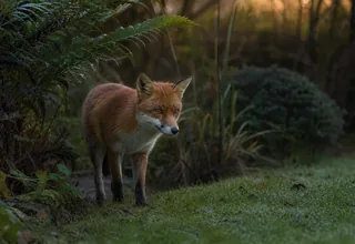 Wildlife camera monitoring a natural route through a British garden