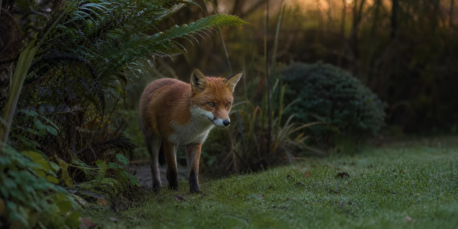 A garden wildlife camera positioned for responsible observation