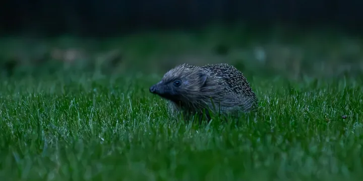 Hedgehog walking through grass at dusk